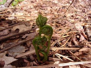 fiddleheads by Gavin Scott